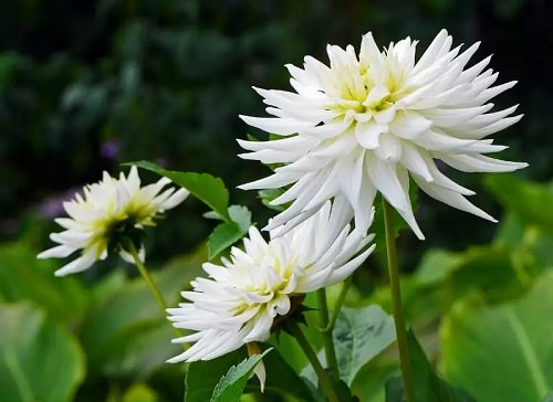 White Flower Plants in India 10