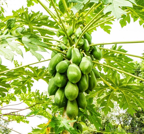  Fast Growing Fruit Trees in India