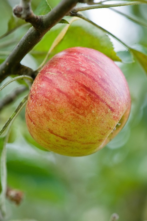  Best Apple Varieties in India 10