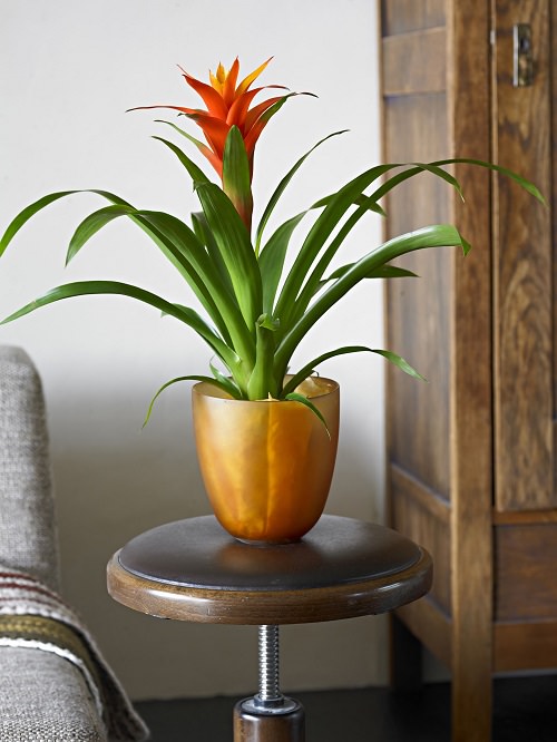 Best Houseplants for Home Offices 10