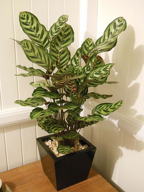 Best Houseplants for Home Offices 7