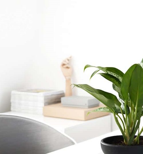 Best Houseplants for Home Offices 5