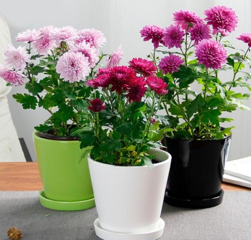 Best Houseplants for Home Offices 12