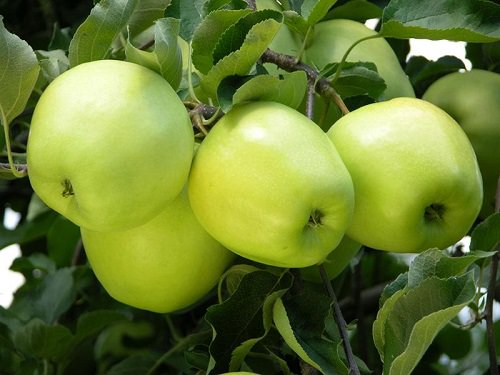  Best Apple Varieties in India 7