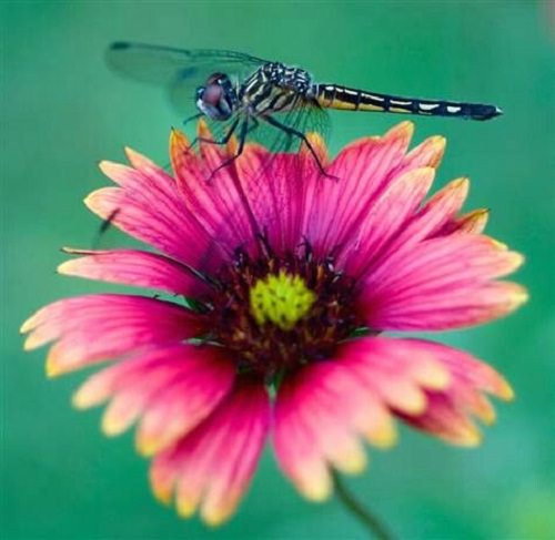 Plants That Attract Dragonflies 7