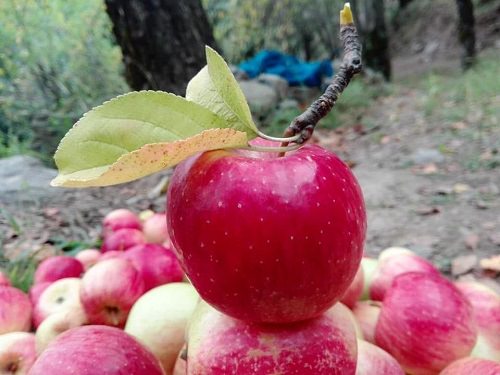  Best Apple Varieties in India 4