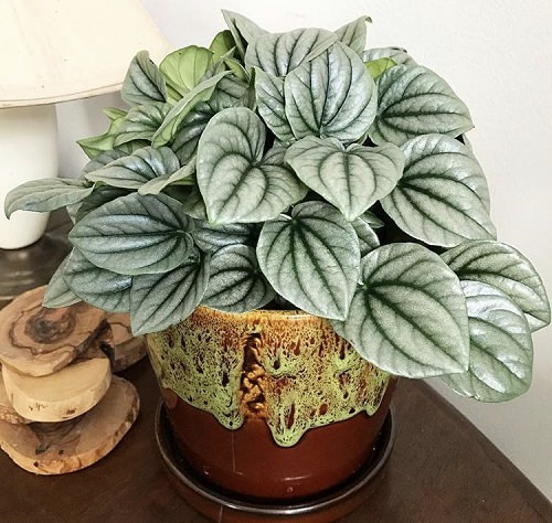 Peperomia in pot