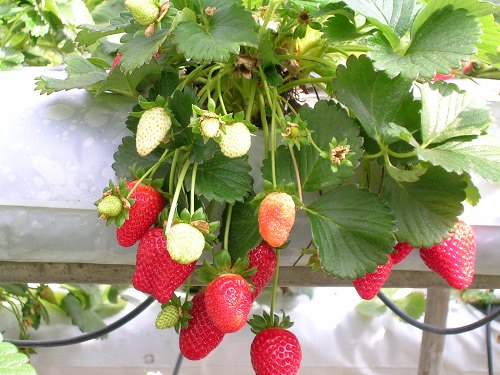 Best Strawberry Varieties in India 3