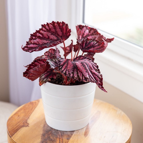 Best Houseplants for Home Offices 8