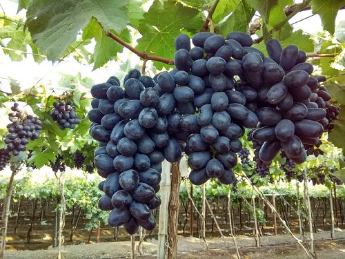 Best Grape Varieties in India 2