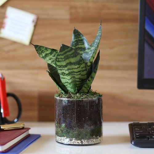 Best Houseplants for Home Offices 