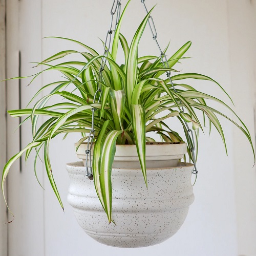 Best Houseplants for Home Offices 6