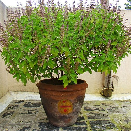 How to Grow Most Prolific Tulsi Plant 3