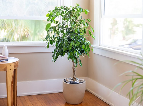 Best Houseplants for Home Offices 11