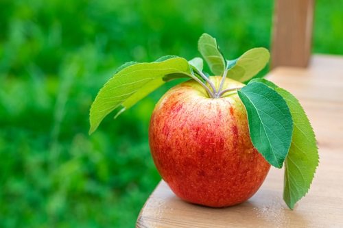  Best Apple Varieties in India 8