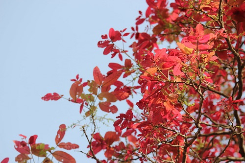 Plants With Red Leaves 5