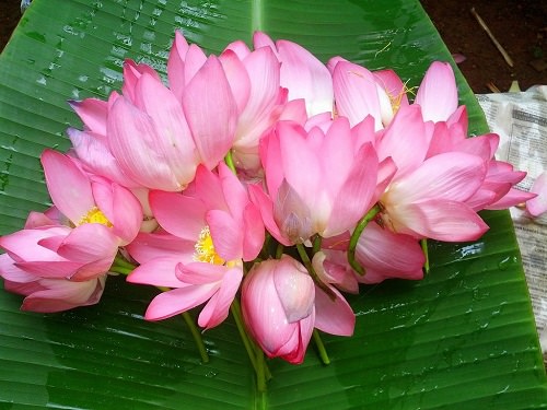 Flowers Used in Social and Cultural Celebrations in India 8