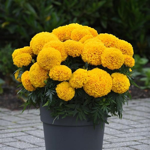 marigold flower [ot in garden