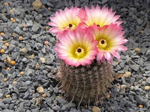 Most Easy to Grow Cactus Plants 8