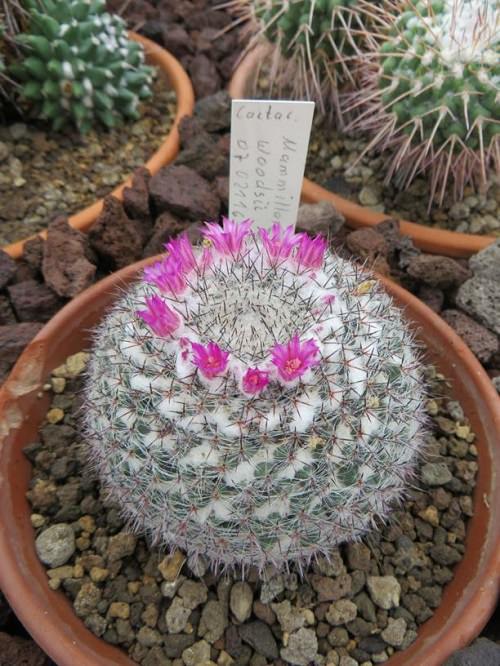 Most Easy to Grow Cactus Plants 6