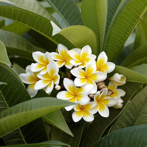 Flowers Name in Kannada 