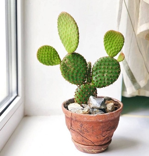 Most Easy to Grow Cactus Plants 3