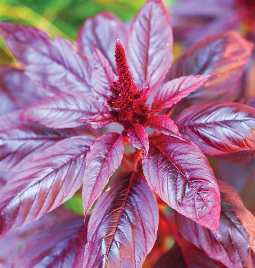 Plants With Red Leaves 6