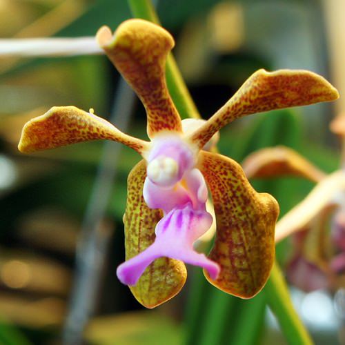 Vanda Orchid Varieties in India 8