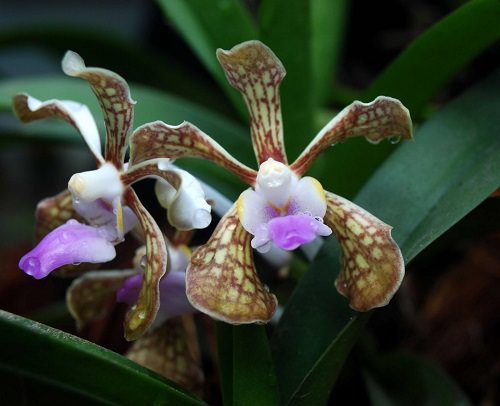 Vanda Orchid Varieties in India 4