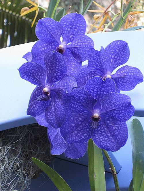Vanda Orchid Varieties in India