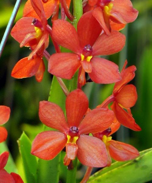 Vanda Orchid Varieties in India 10