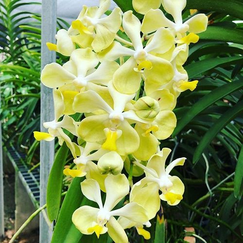Vanda Orchid Varieties in India 2