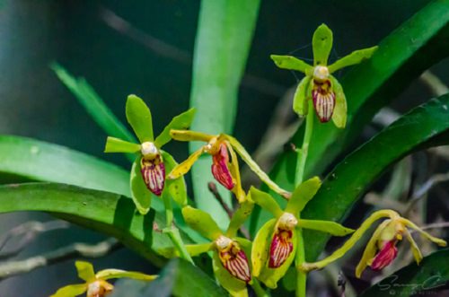 Vanda Orchid Varieties in India 7