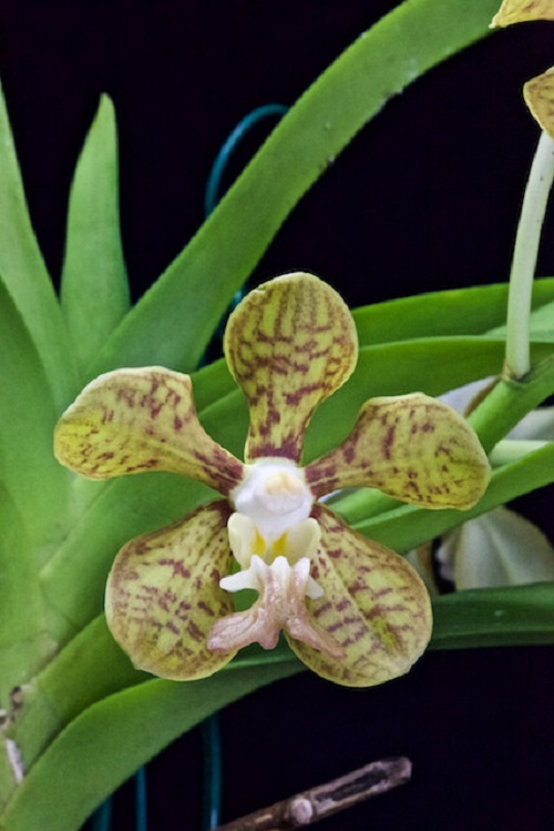 Vanda Orchid Varieties in India 3
