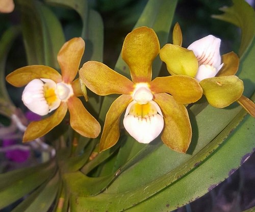 Vanda Orchid Varieties in India 6