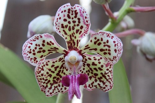 Vanda Orchid Varieties in India 9