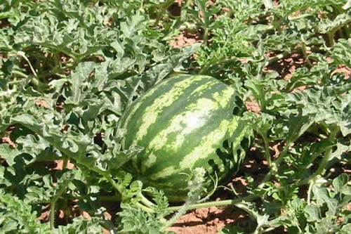 High Yielding Watermelon Varieties in India 1