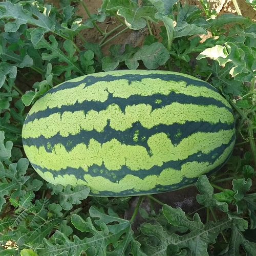 High Yielding Watermelon Varieties in India 5