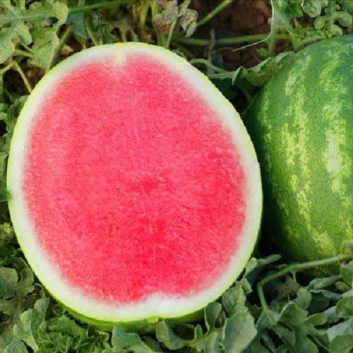 High Yielding Watermelon Varieties in India 2