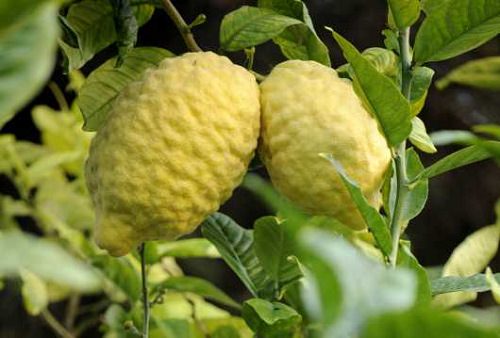 Benefits of Bijora Fruit 2