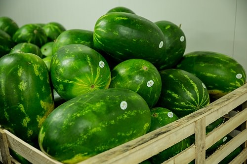 High Yielding Watermelon Varieties in India 6