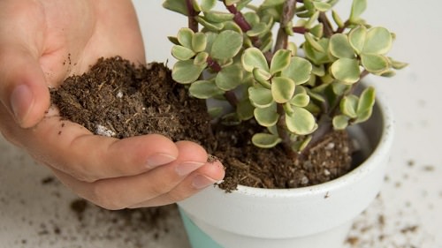 How To Take Care of Succulent Plants 3