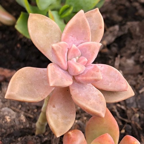 Pink Succulents in India 5