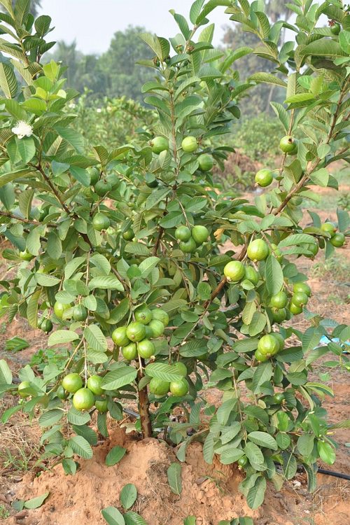 High Density Guava Cultivation in India