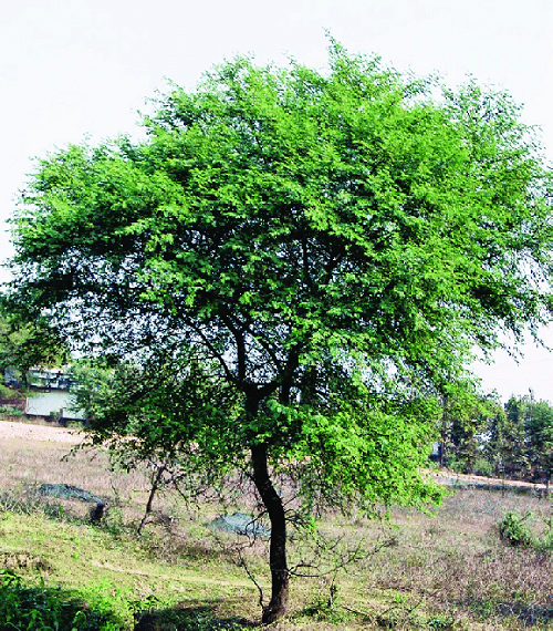 Trees Names in Punjabi 2
