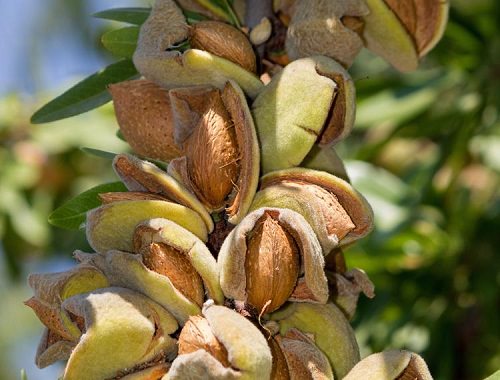 Almond Varieties in India 2