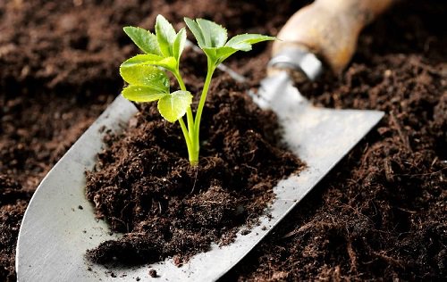 Organic Fertilizer for Vegetable Seedlings