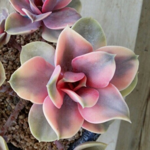 Pink Succulents in India 8