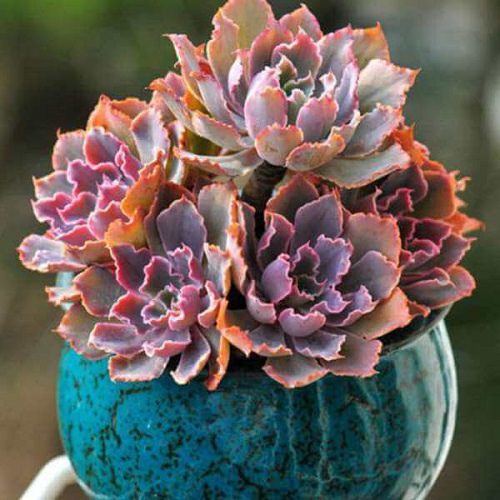 Pink Succulents in India 6