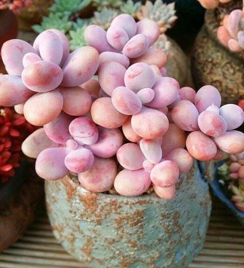 Pink Succulents in India 4